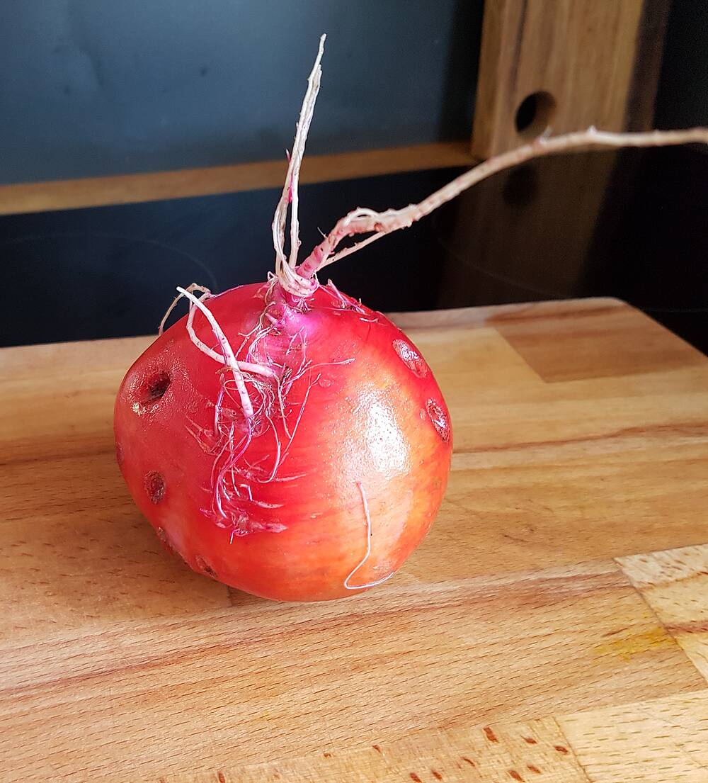 fermentieren fermentieren