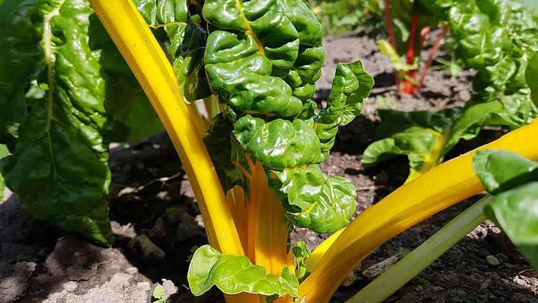 Wintergemüse ernten und einlagern