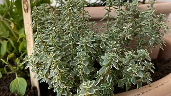 Ein prächtiger Thymian aus eigenem Saatgut gezogen