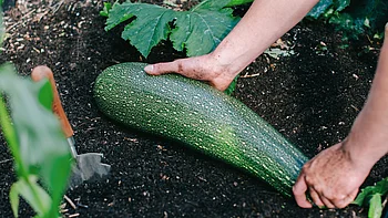 Gemüse, Salate und Kräuter ernten Gemüse, Salate und Kräuter ernten