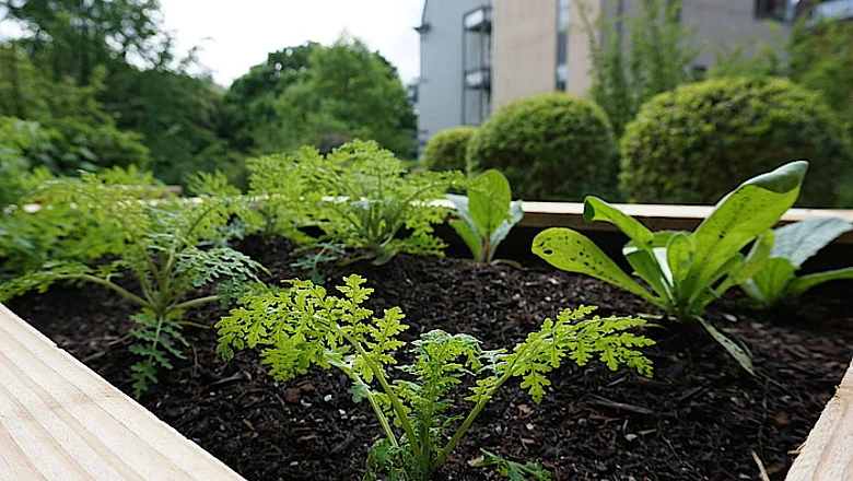 Hochbeet mitten in der Stadt