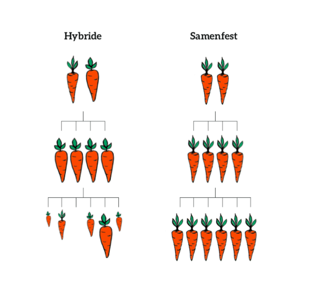 Bilddarstellung Unterschied Hybride und samenfest 