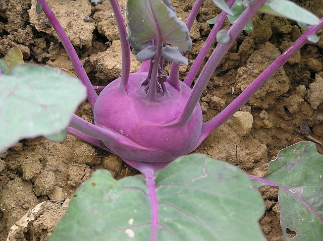 Kohlrabi Lila Kohlrabi im Beet
